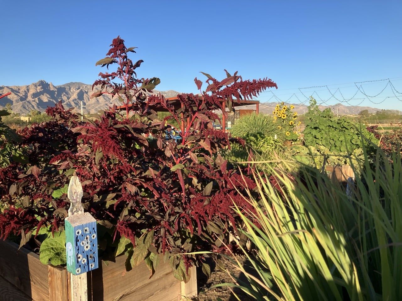 Compass Students Farm Hands 4-H Tucson Village Farm